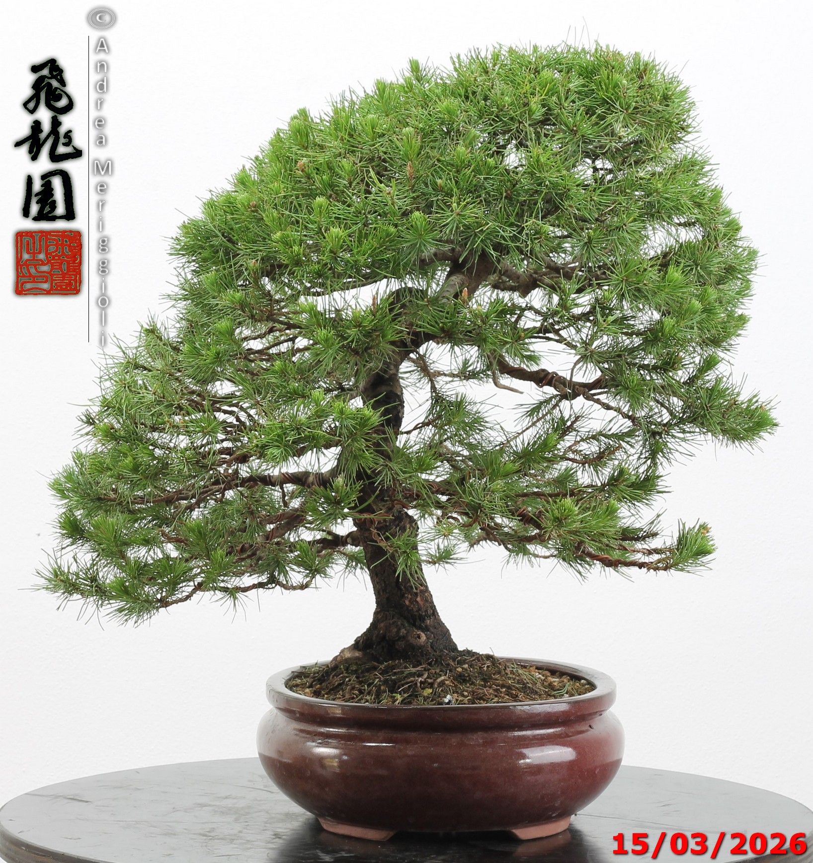 Cedrus libani - immagine 9