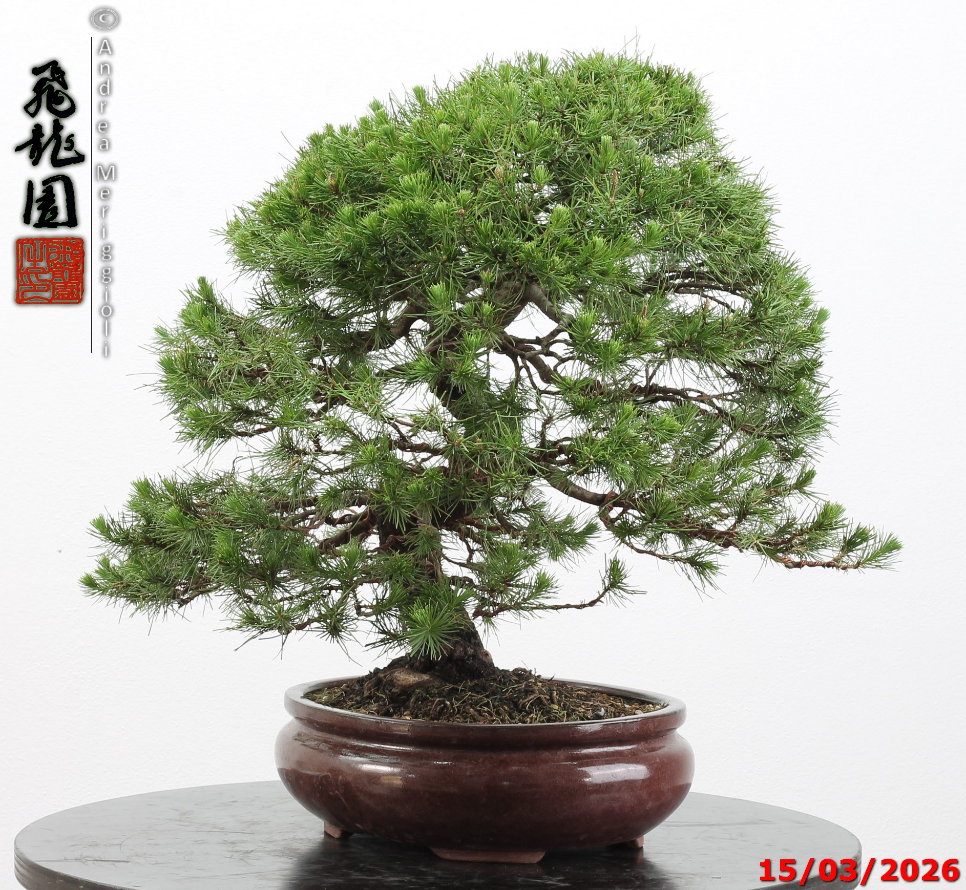 Cedrus libani - immagine 8