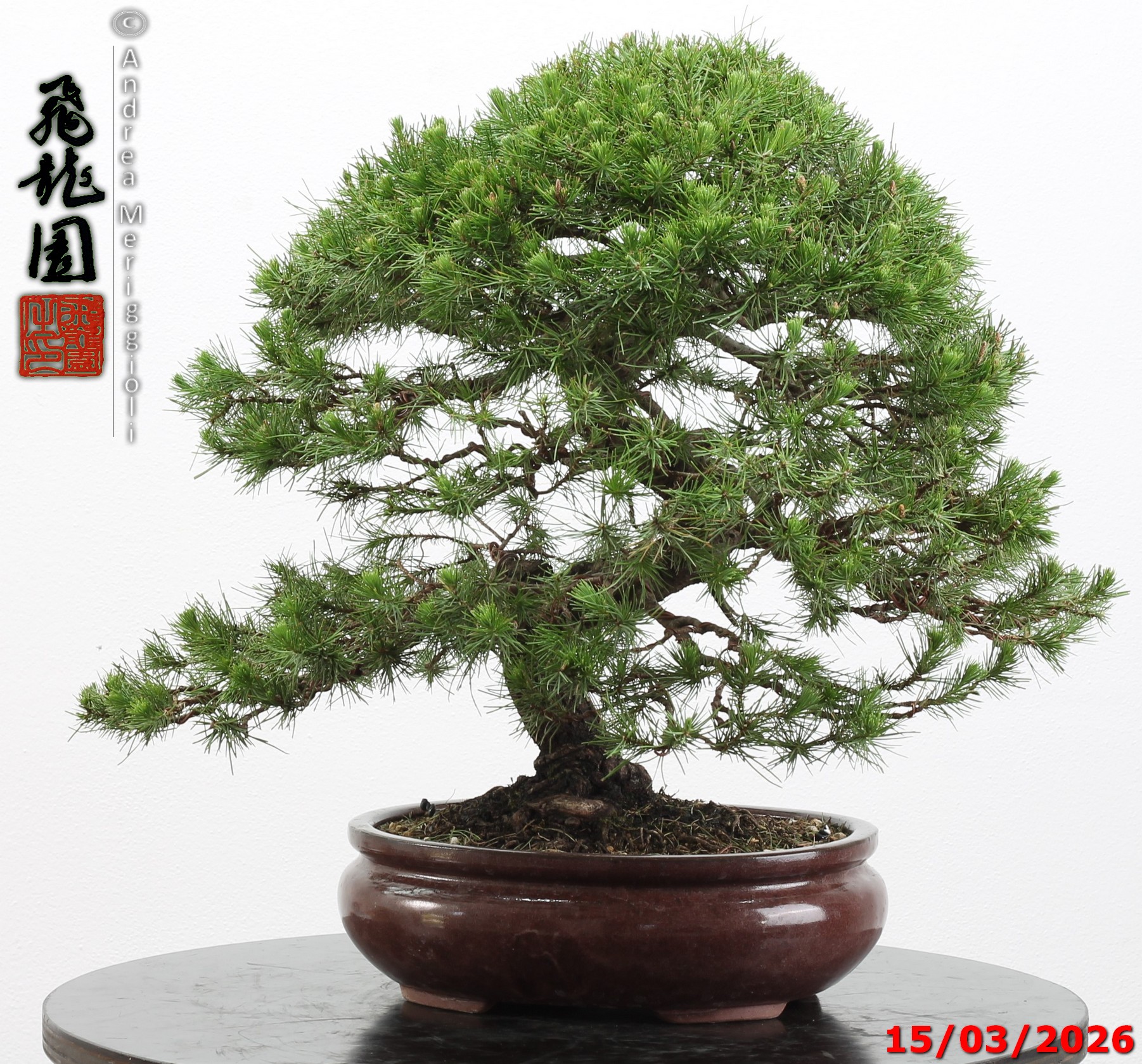 Cedrus libani - immagine 7