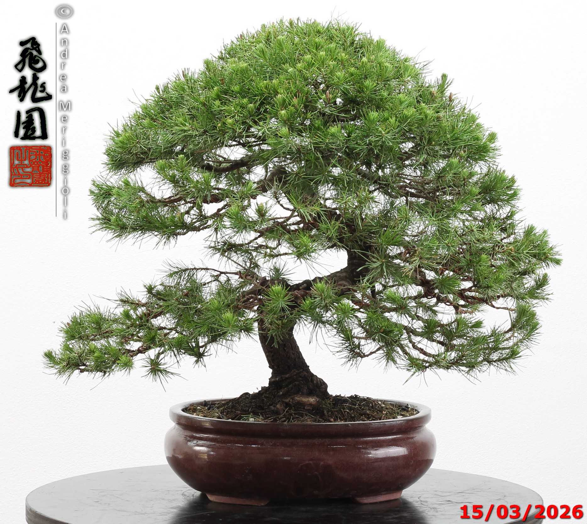 Cedrus libani - immagine 6