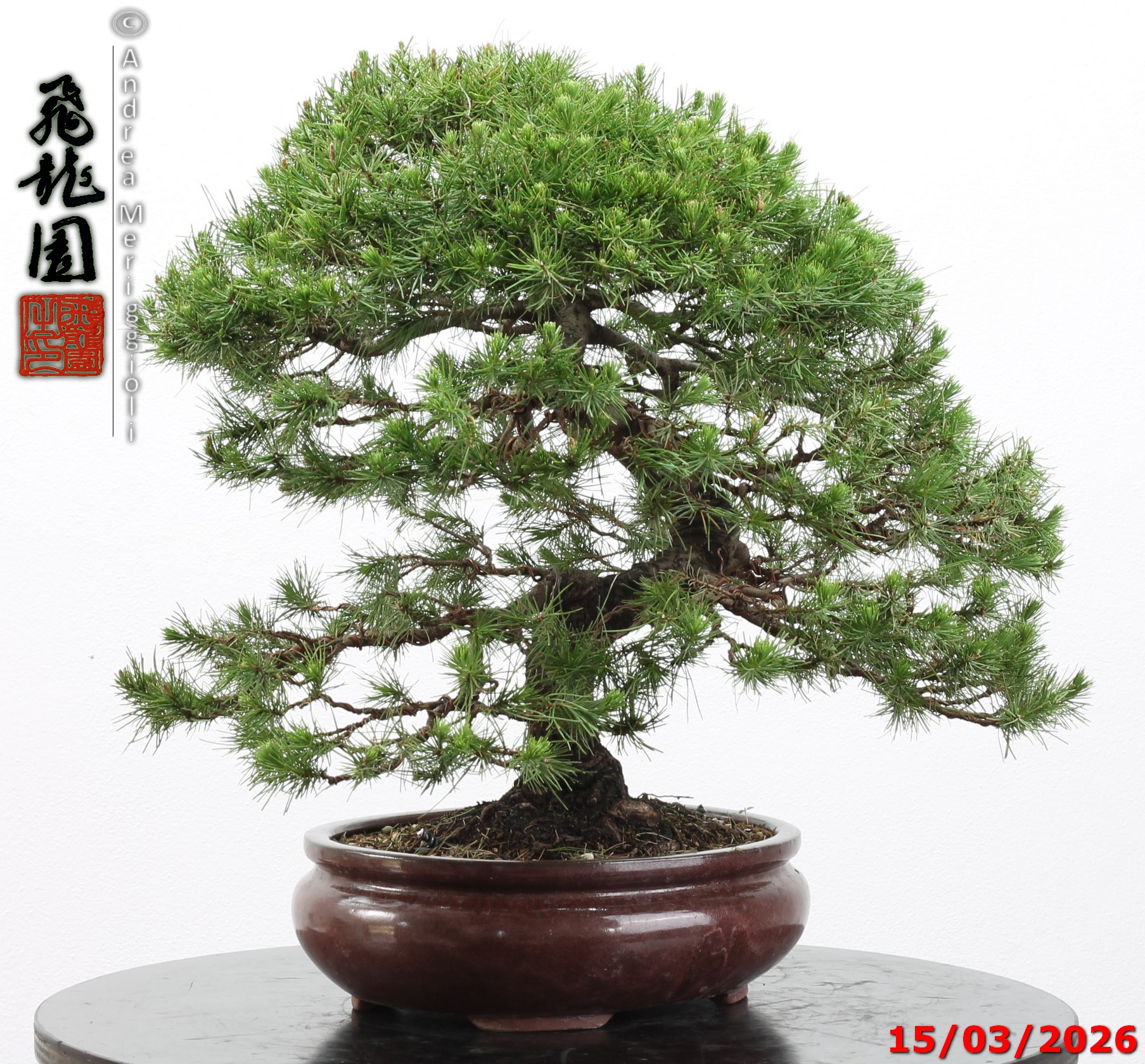 Cedrus libani - immagine 5