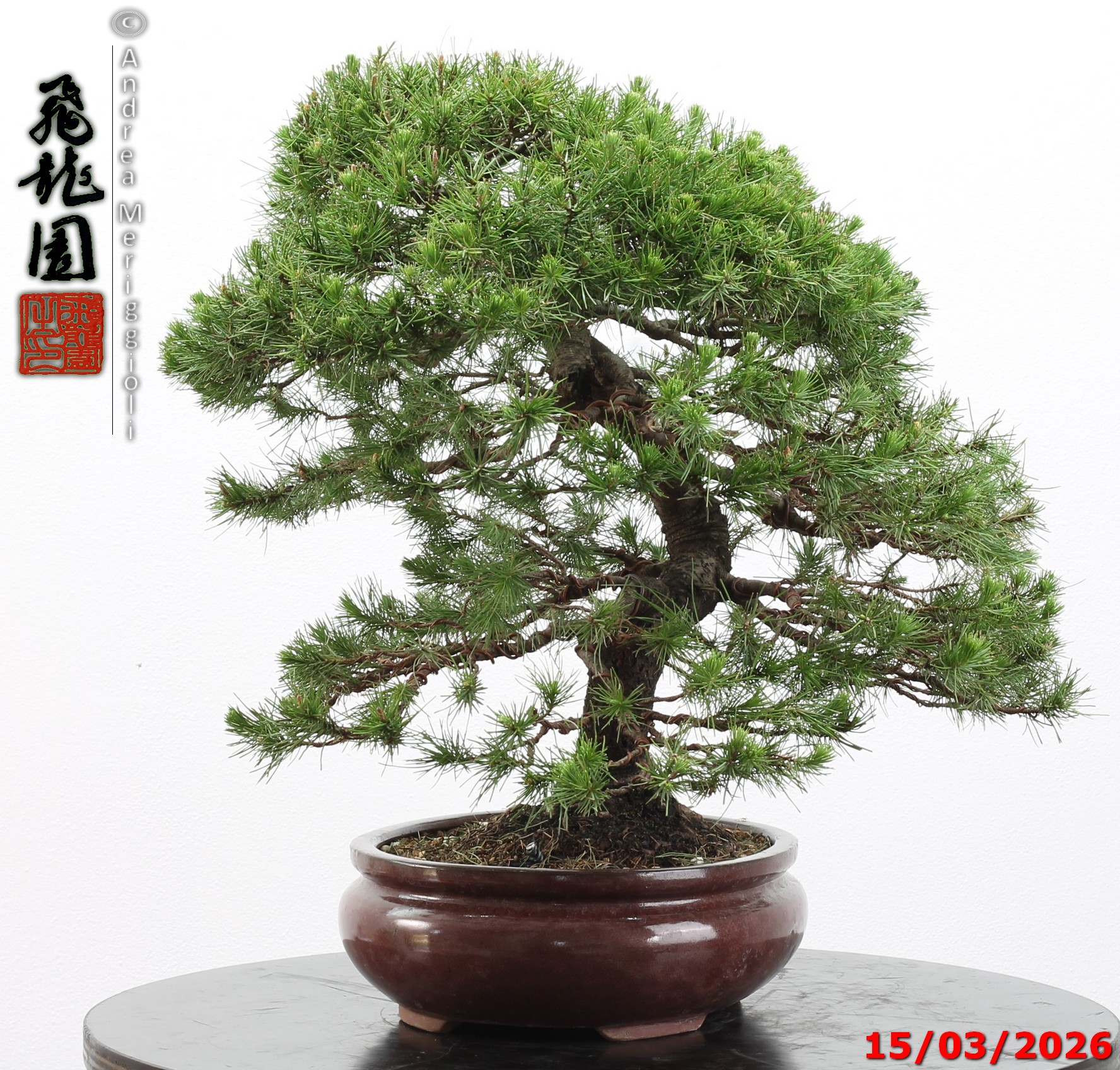 Cedrus libani - immagine 4