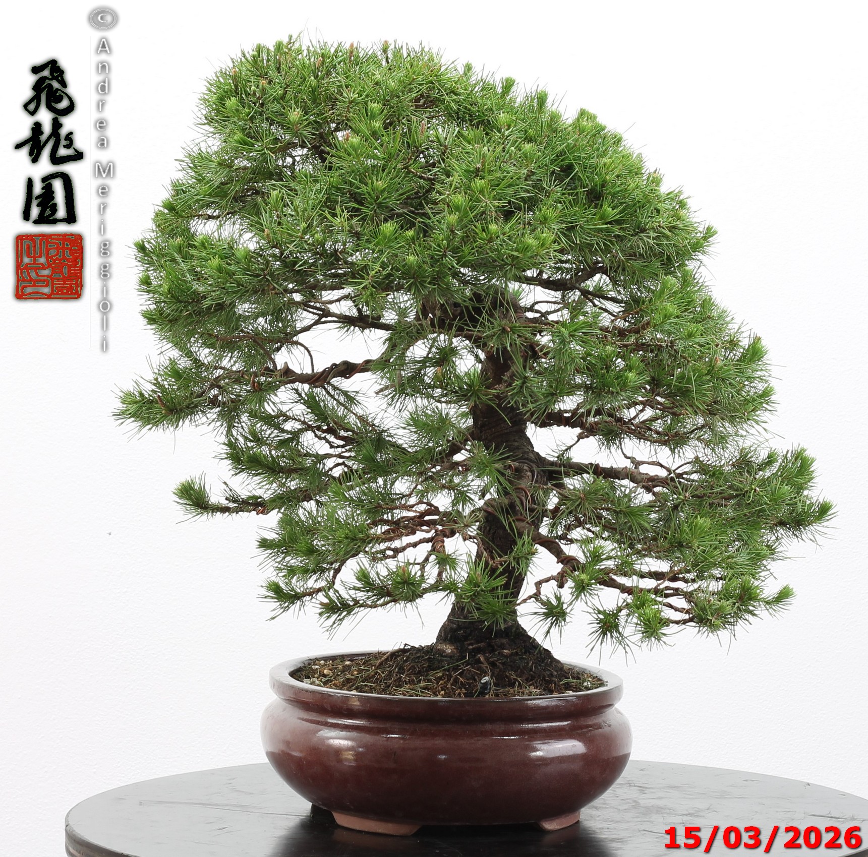 Cedrus libani - immagine 3