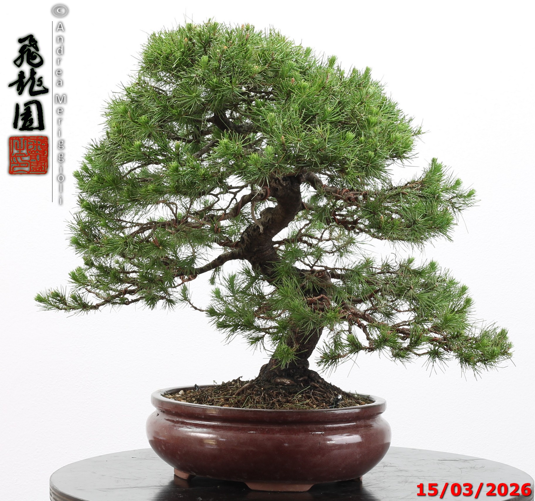 Cedrus libani - immagine 2