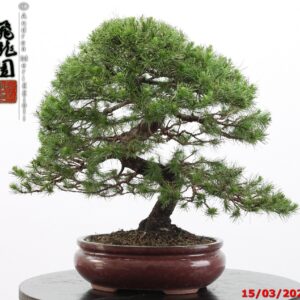 Cedrus libani