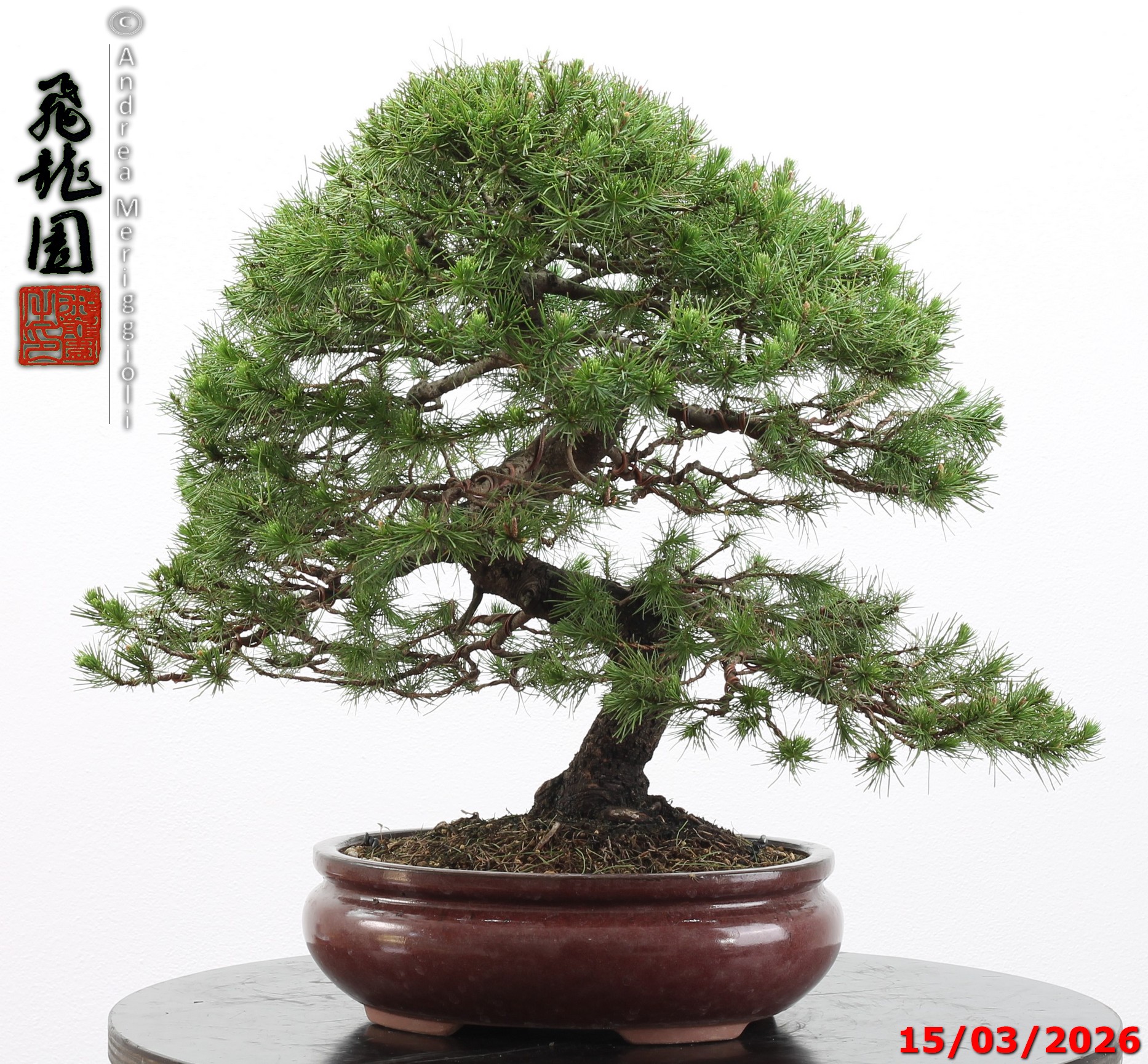 Cedrus libani