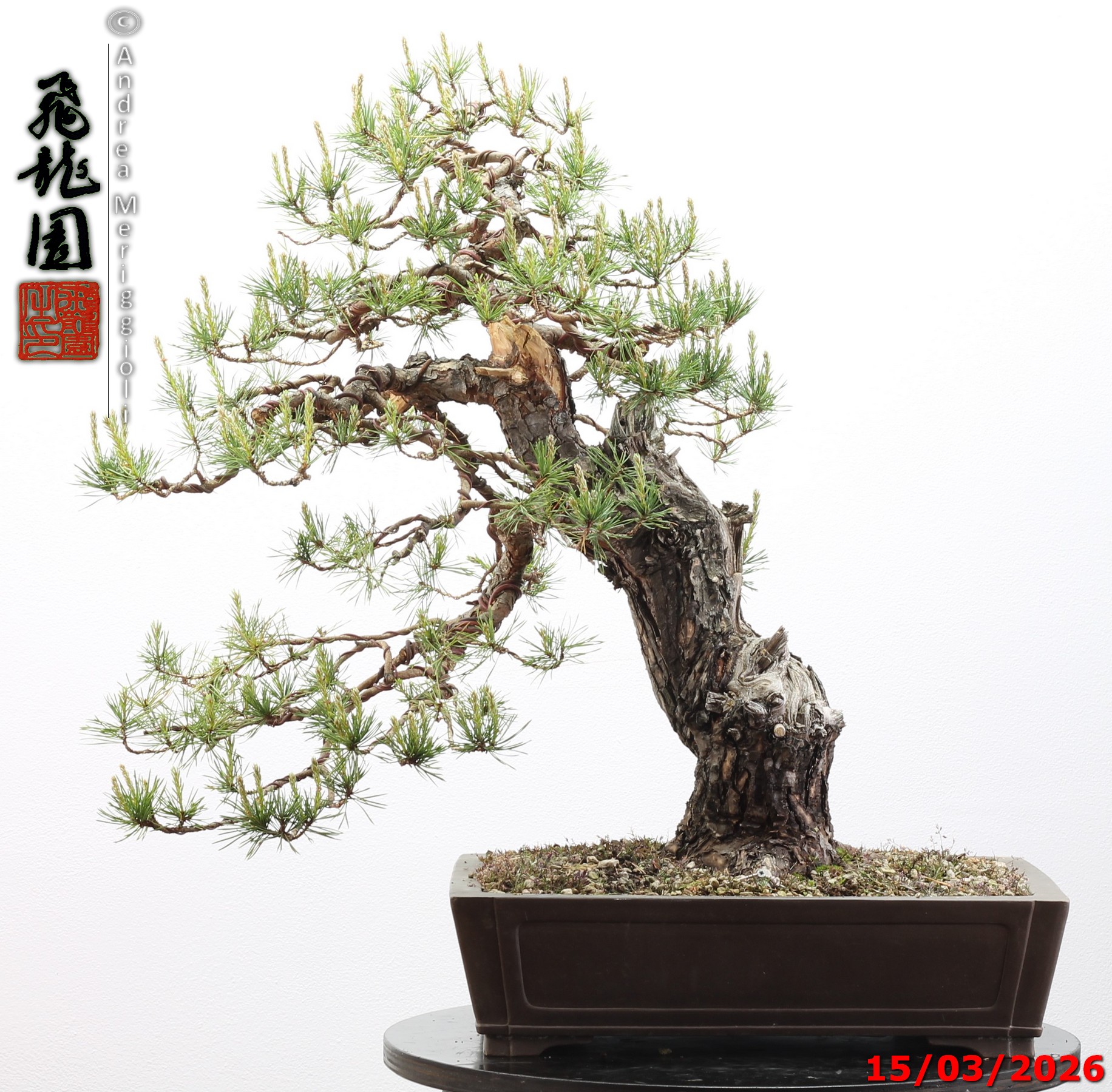 Pinus sylvestris - immagine 15