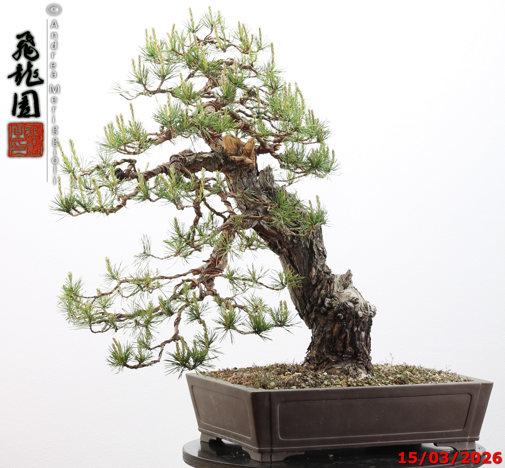 Pinus sylvestris - immagine 14