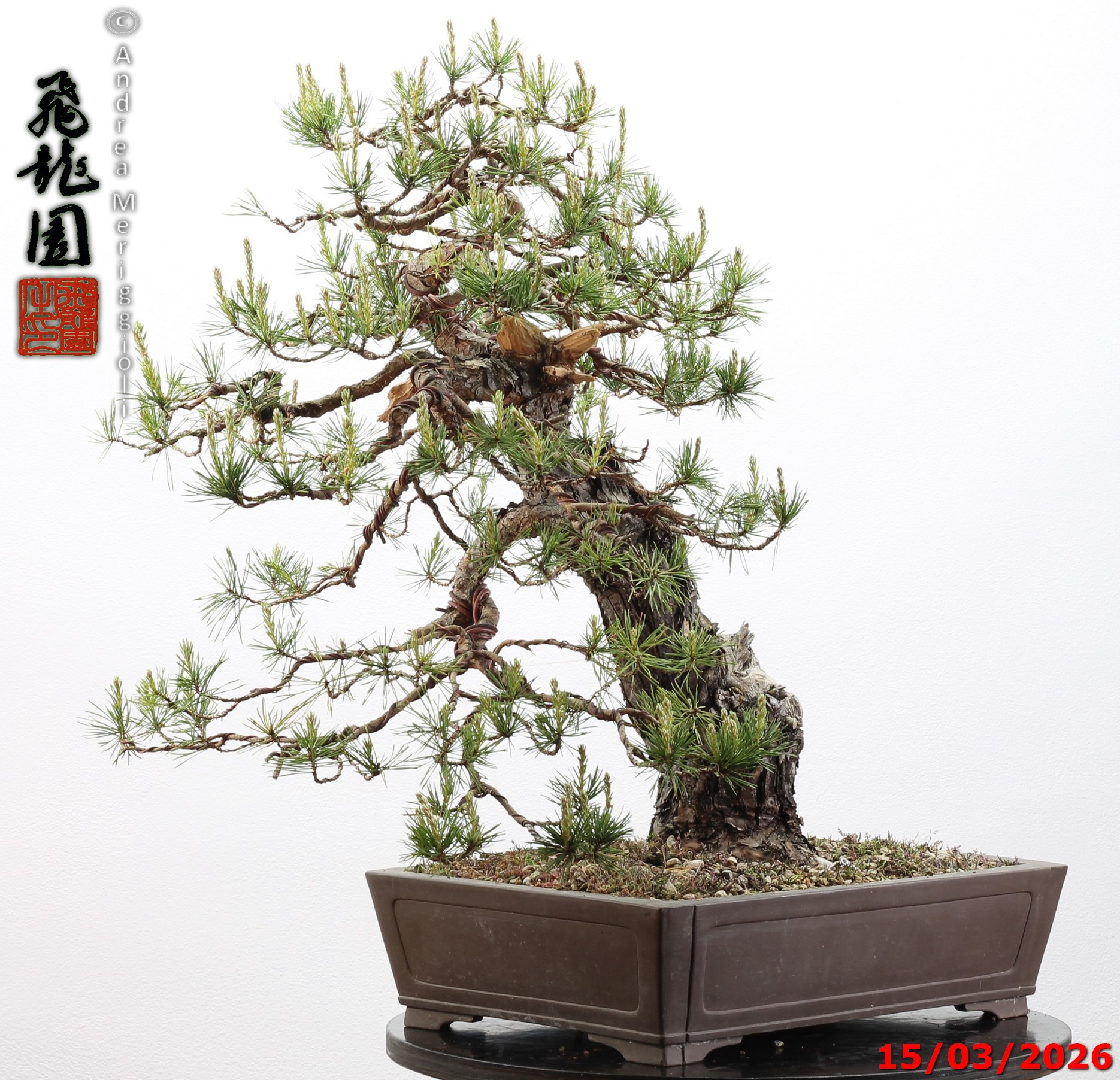 Pinus sylvestris - immagine 13