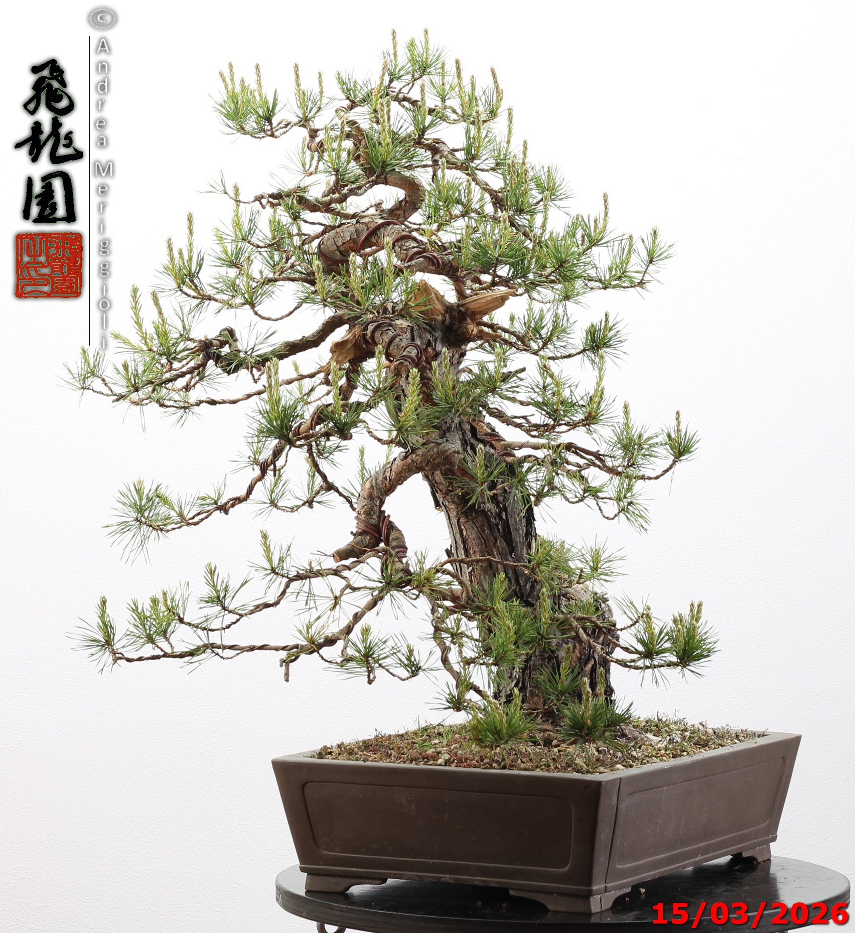 Pinus sylvestris - immagine 12