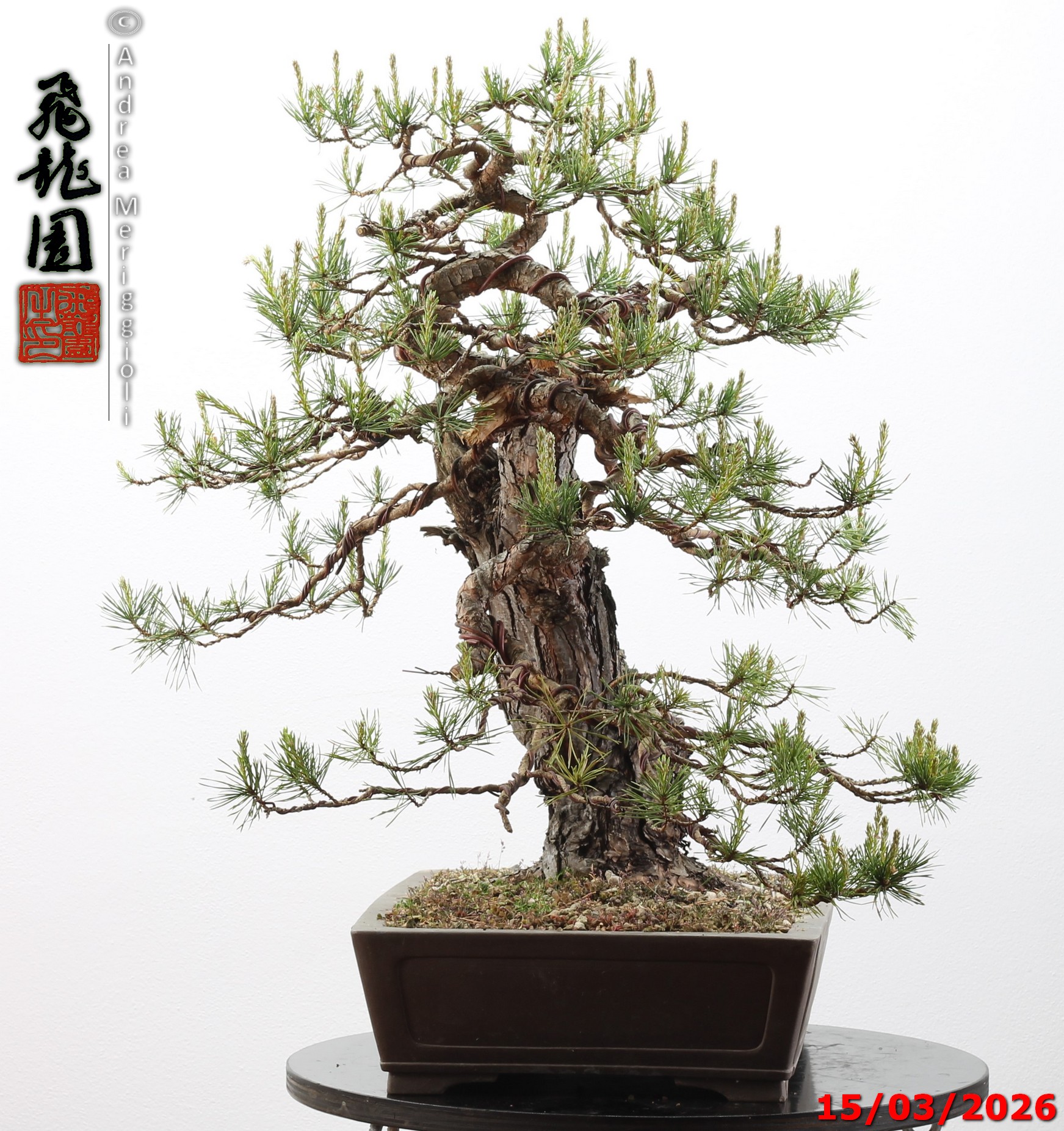 Pinus sylvestris - immagine 11