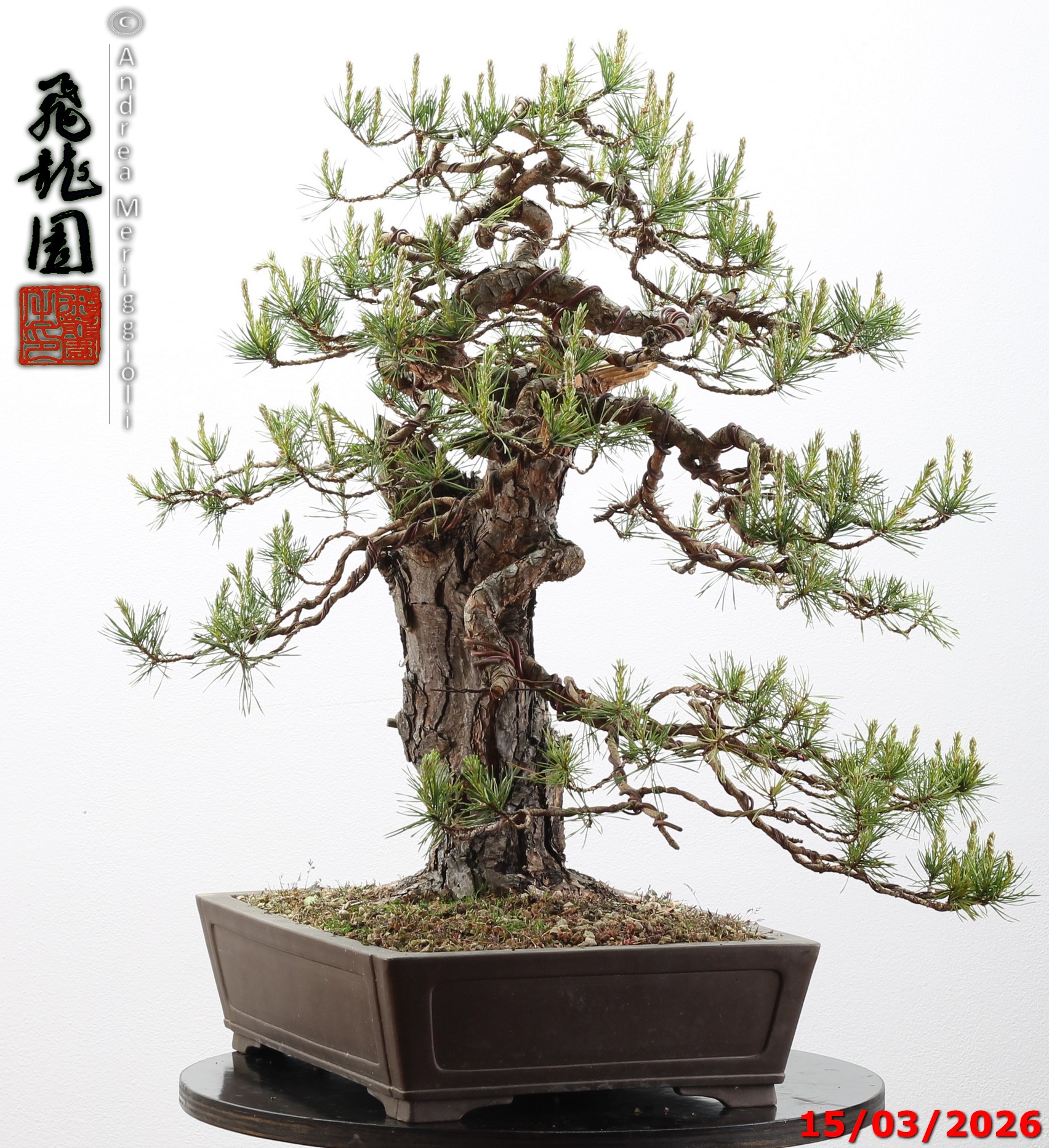 Pinus sylvestris - immagine 10