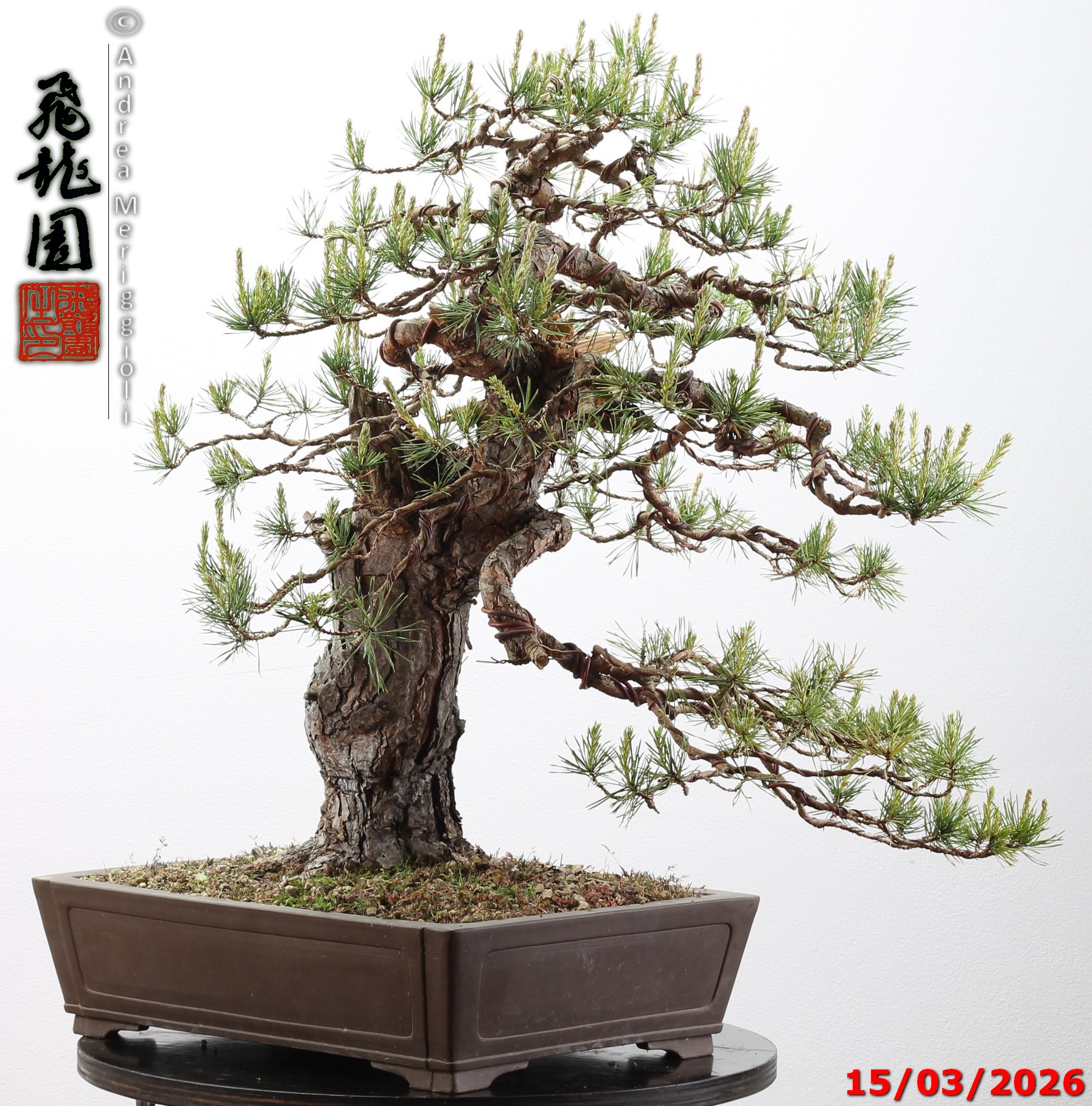 Pinus sylvestris - immagine 9