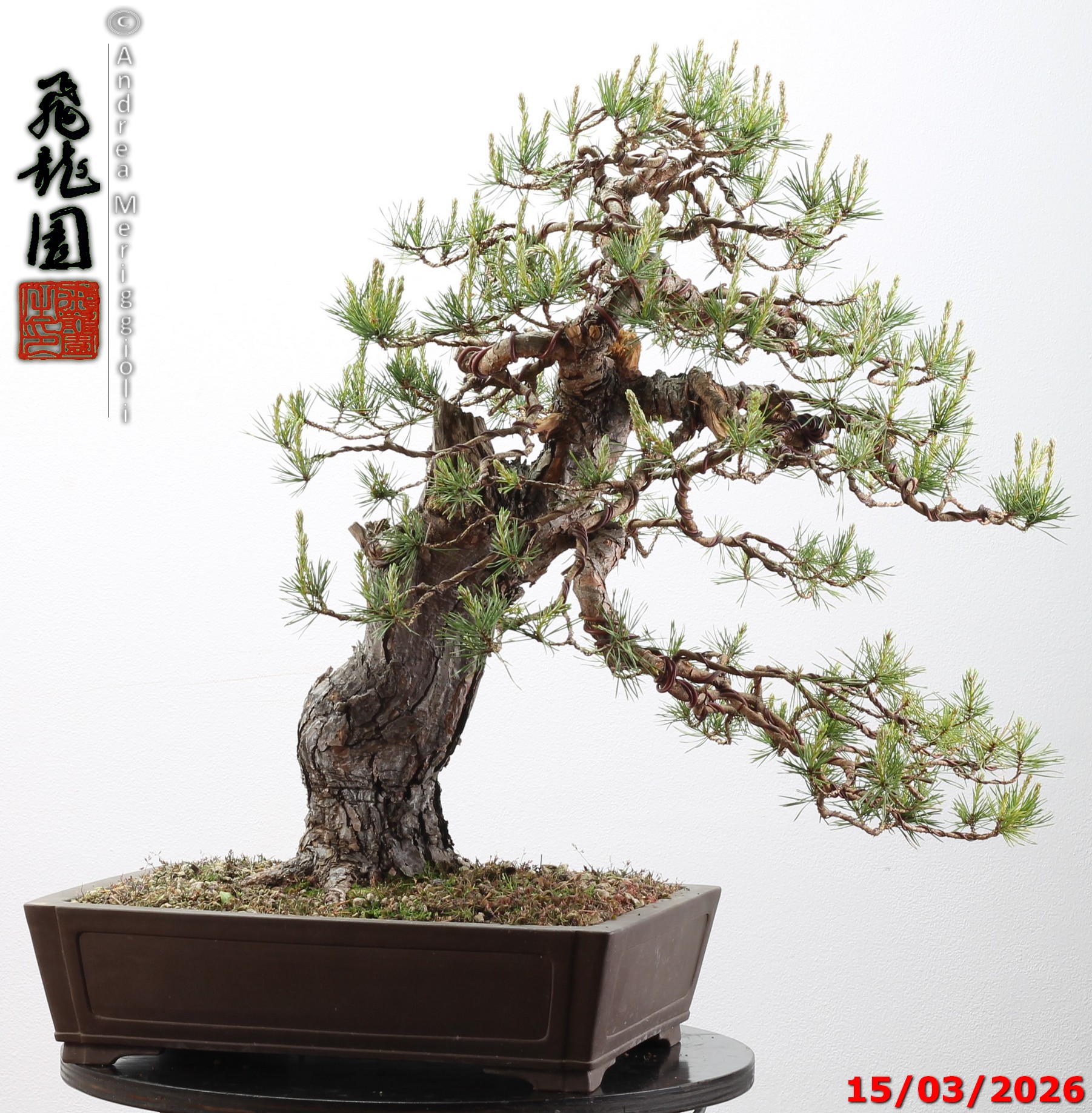 Pinus sylvestris - immagine 8