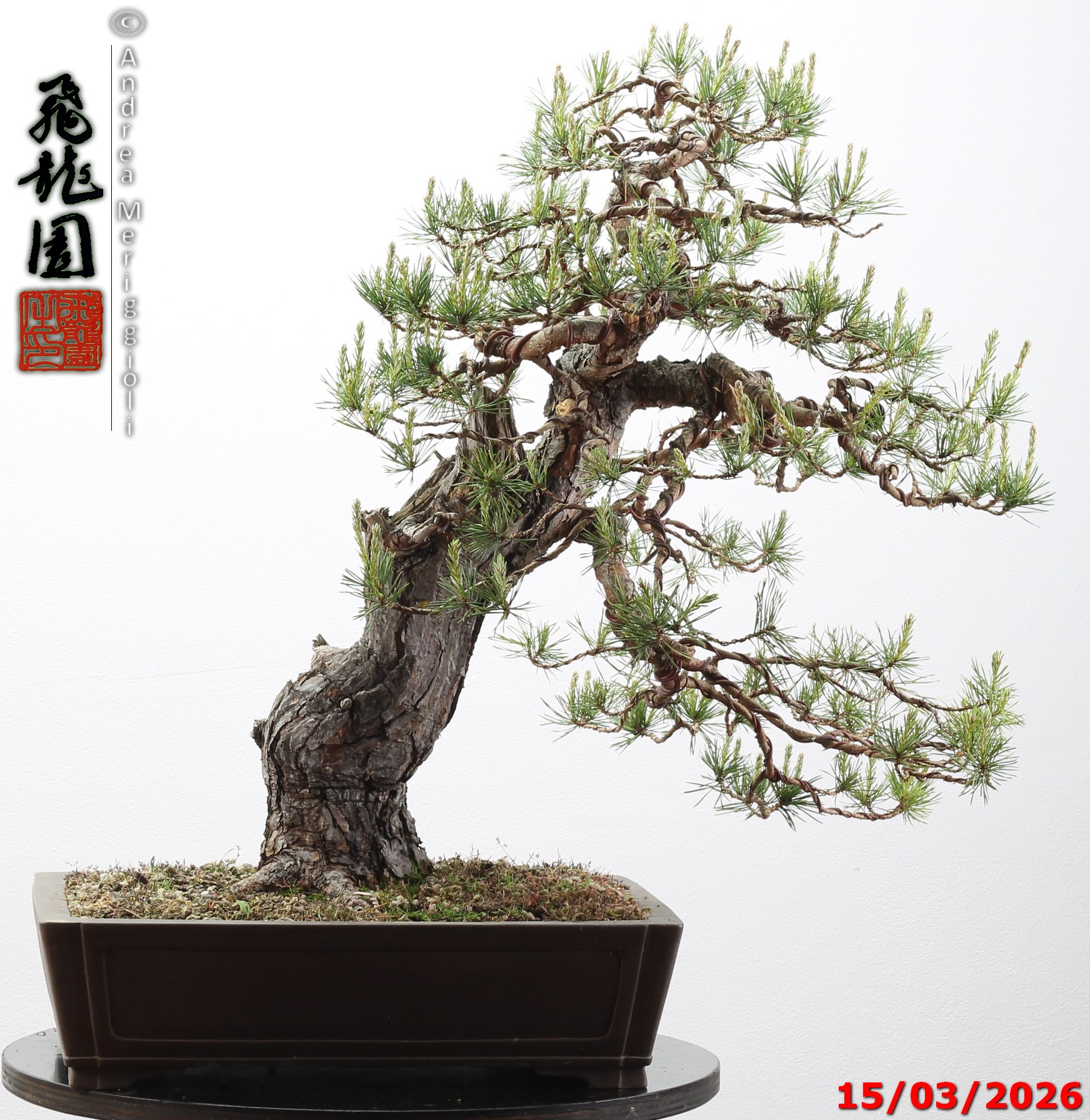 Pinus sylvestris - immagine 7