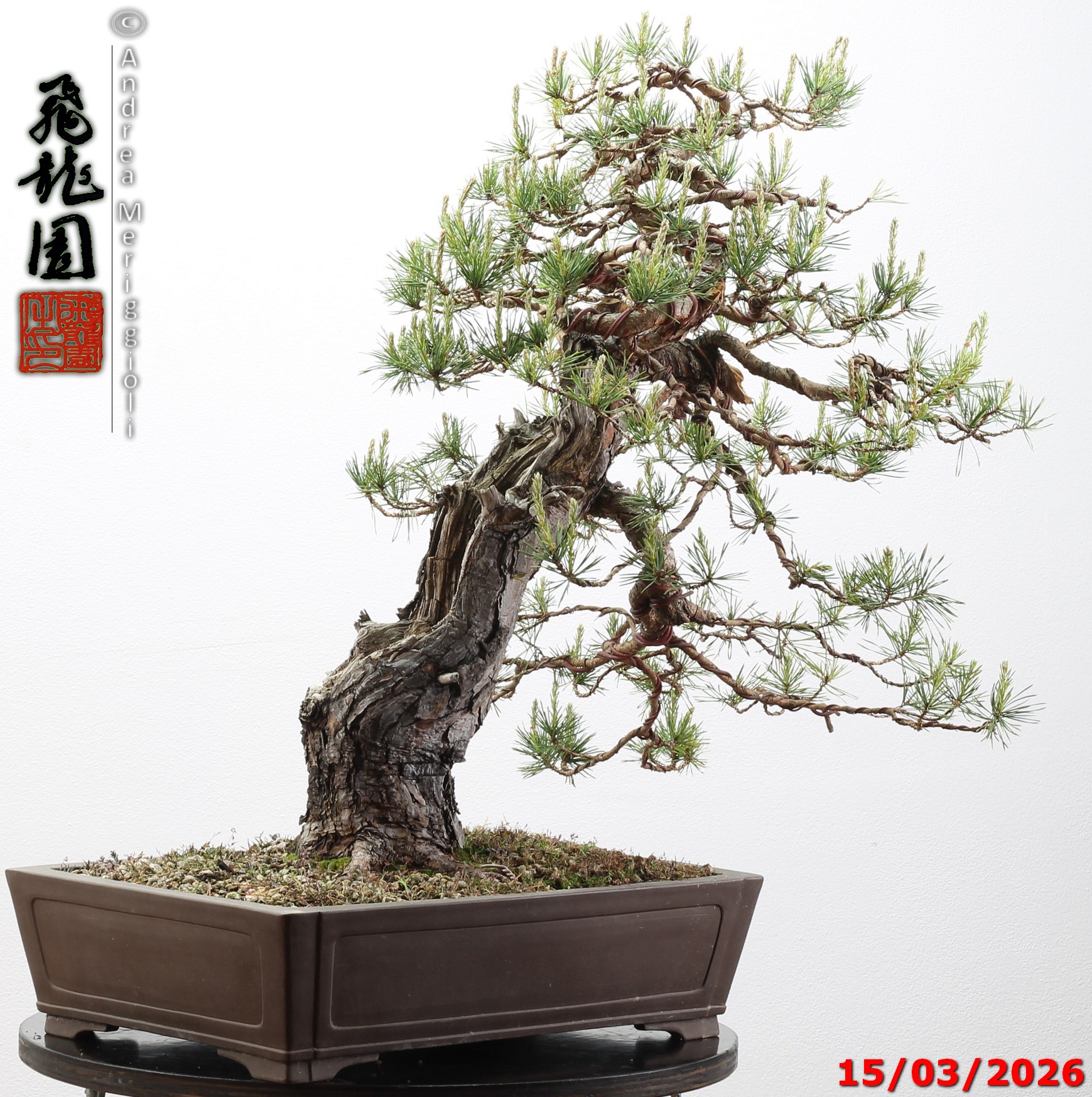 Pinus sylvestris - immagine 6