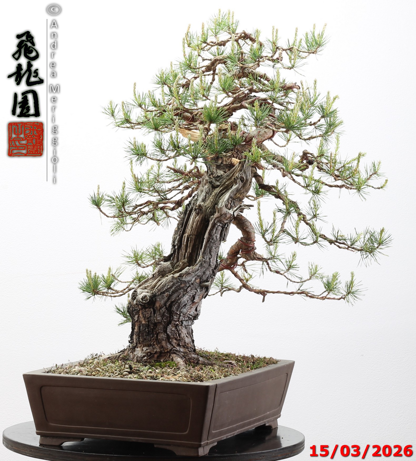 Pinus sylvestris - immagine 5