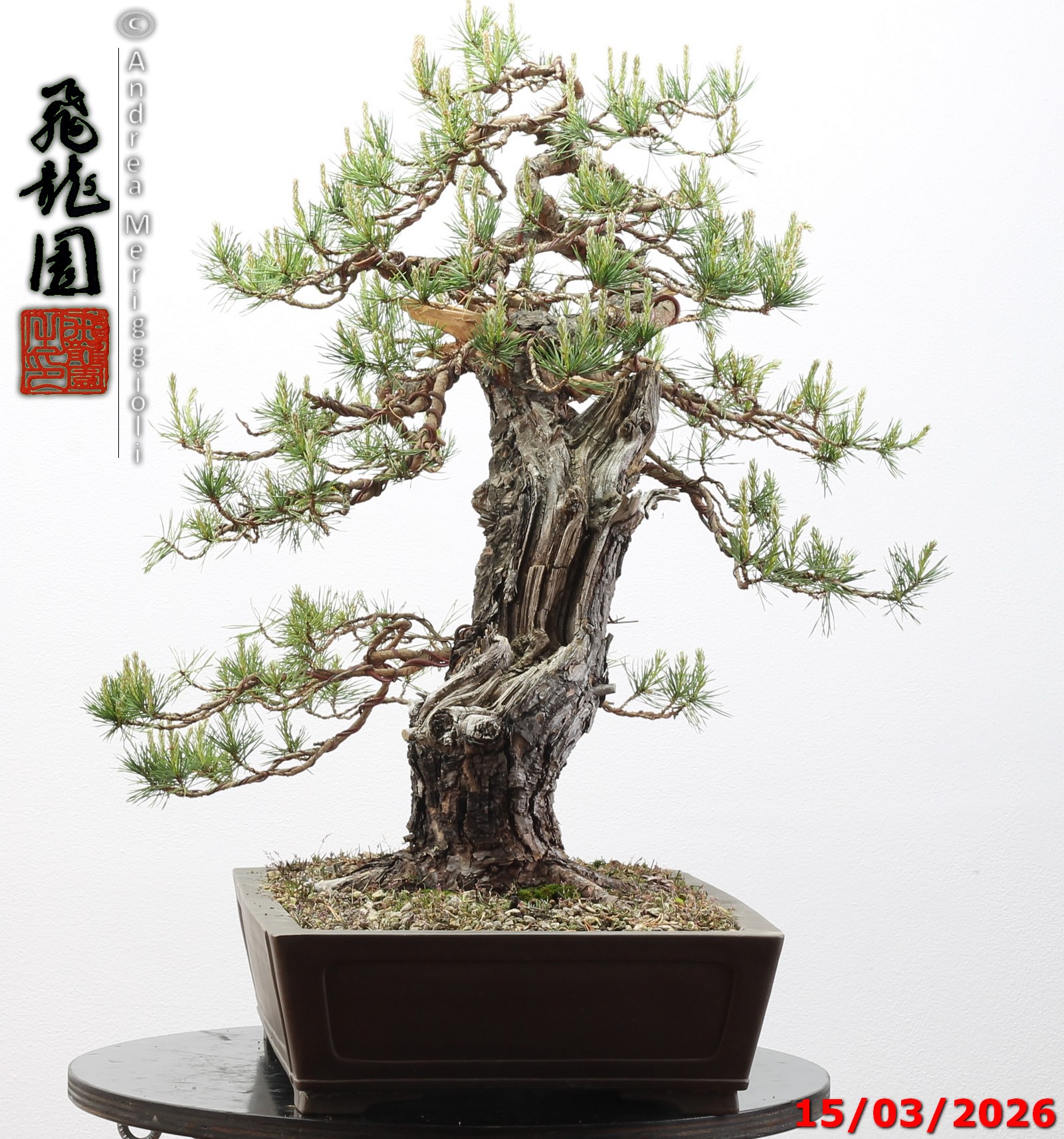 Pinus sylvestris - immagine 4