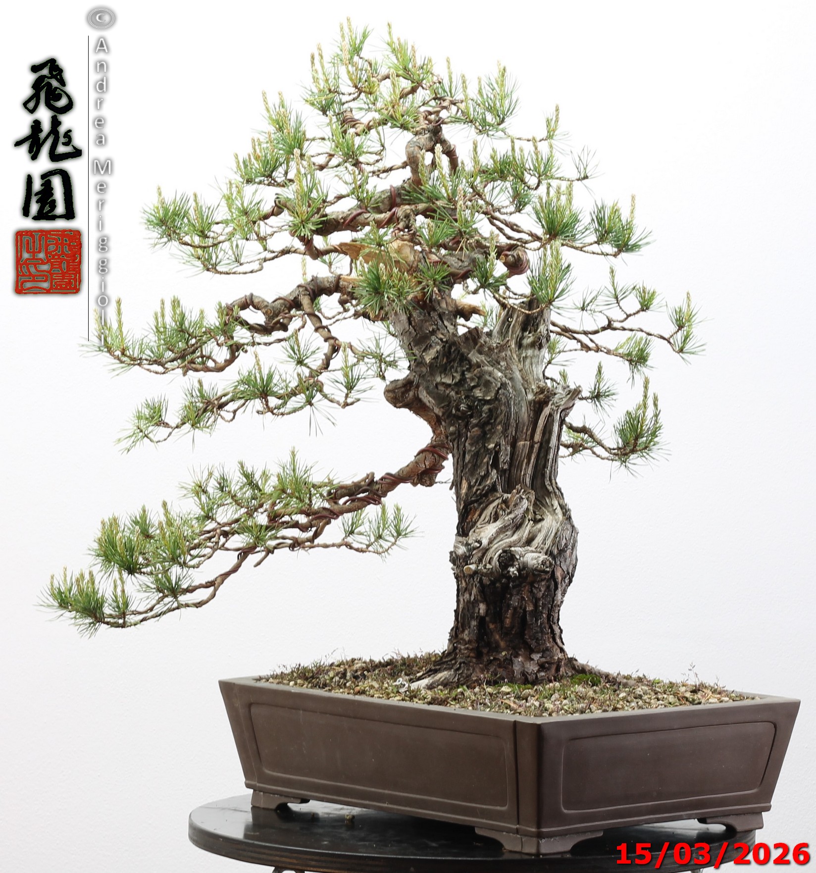 Pinus sylvestris - immagine 3