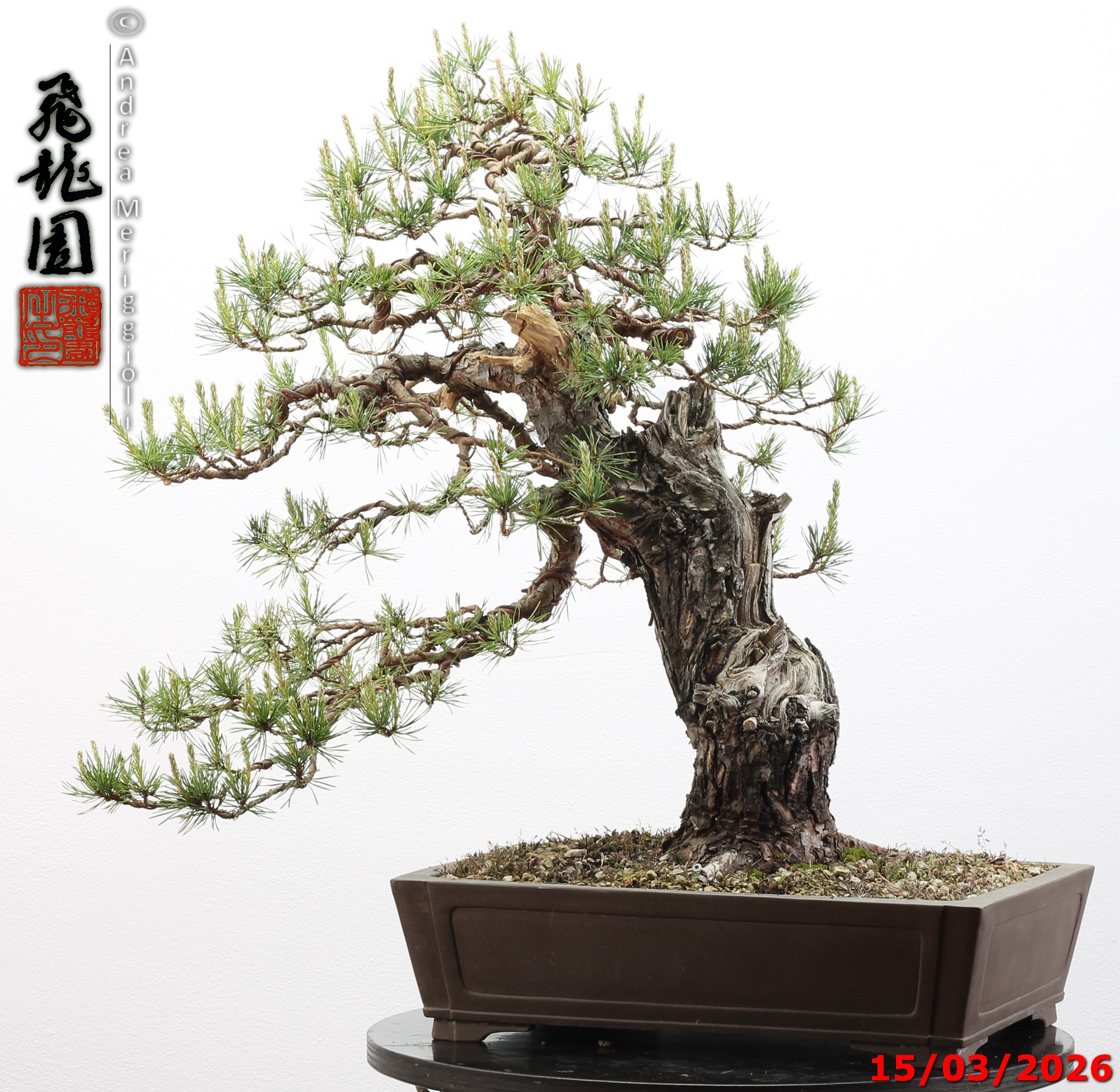 Pinus sylvestris - immagine 2