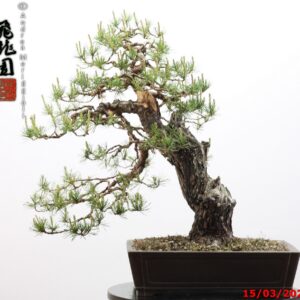 Pinus sylvestris