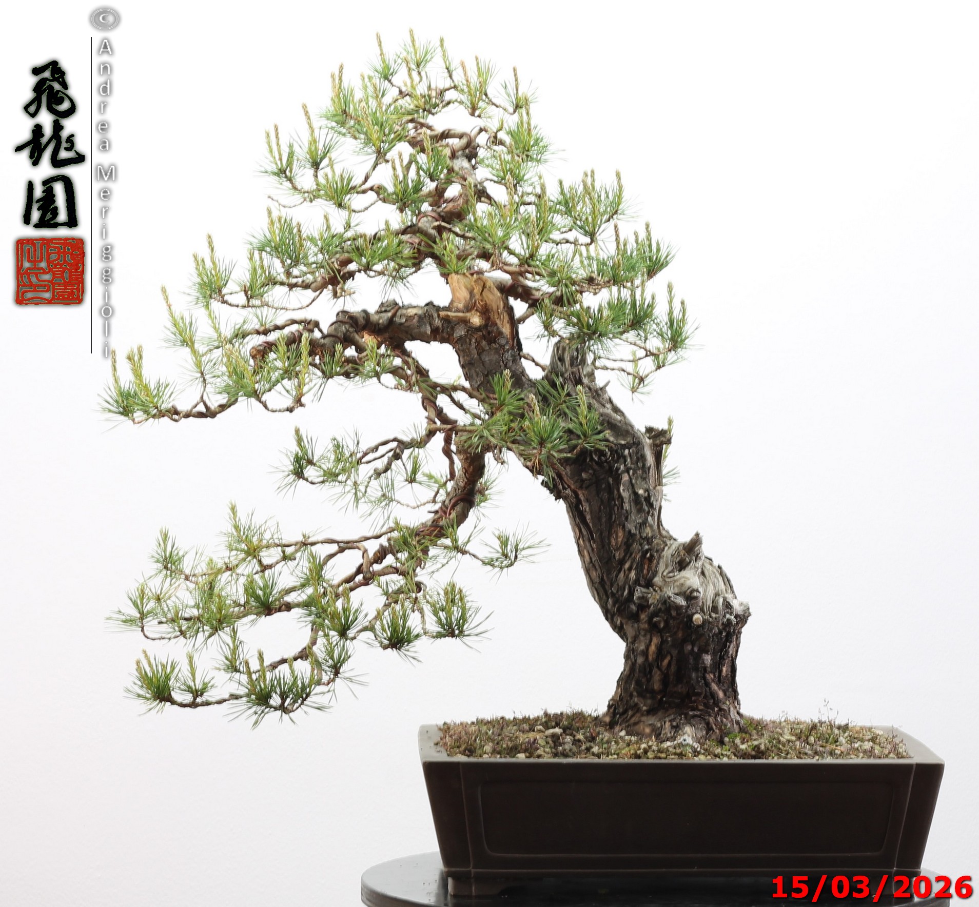 Pinus sylvestris