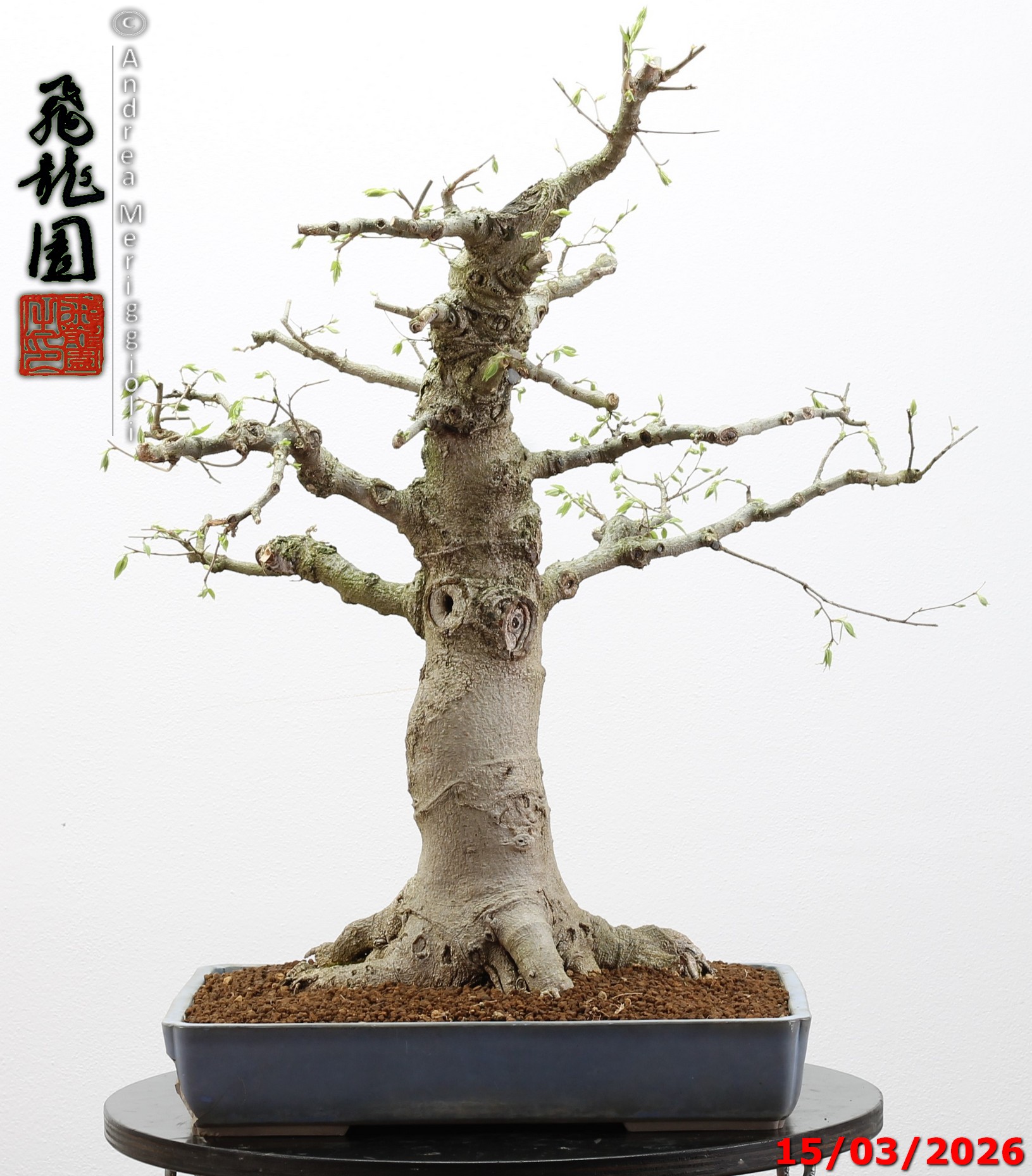 Celtis australis - immagine 13