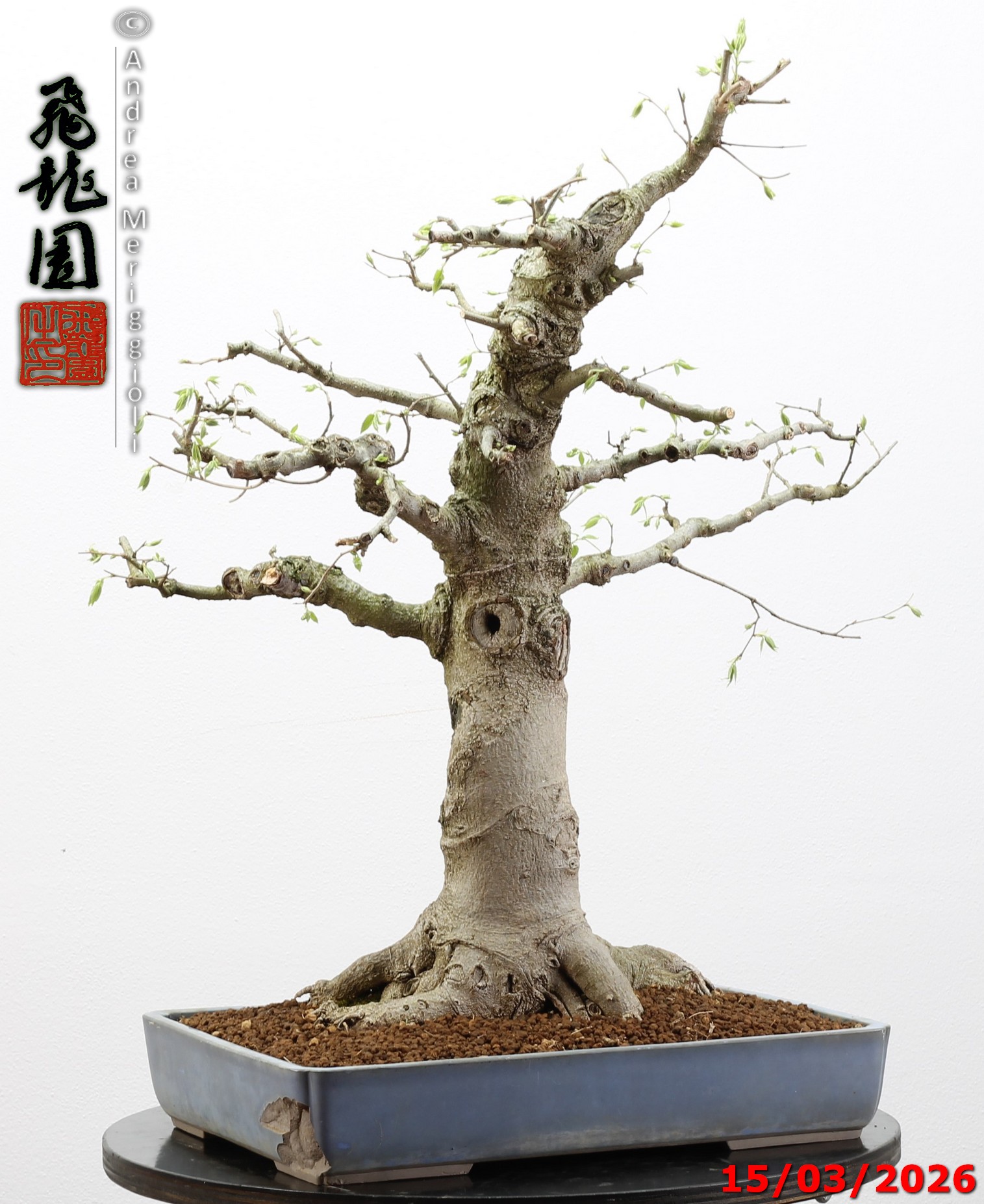 Celtis australis - immagine 12