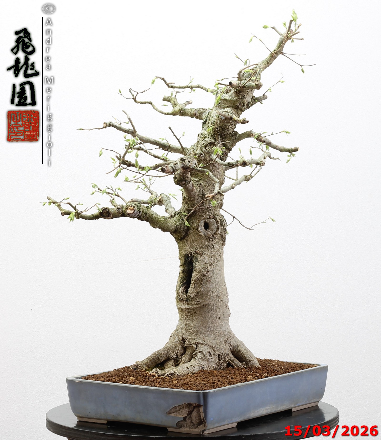 Celtis australis - immagine 11