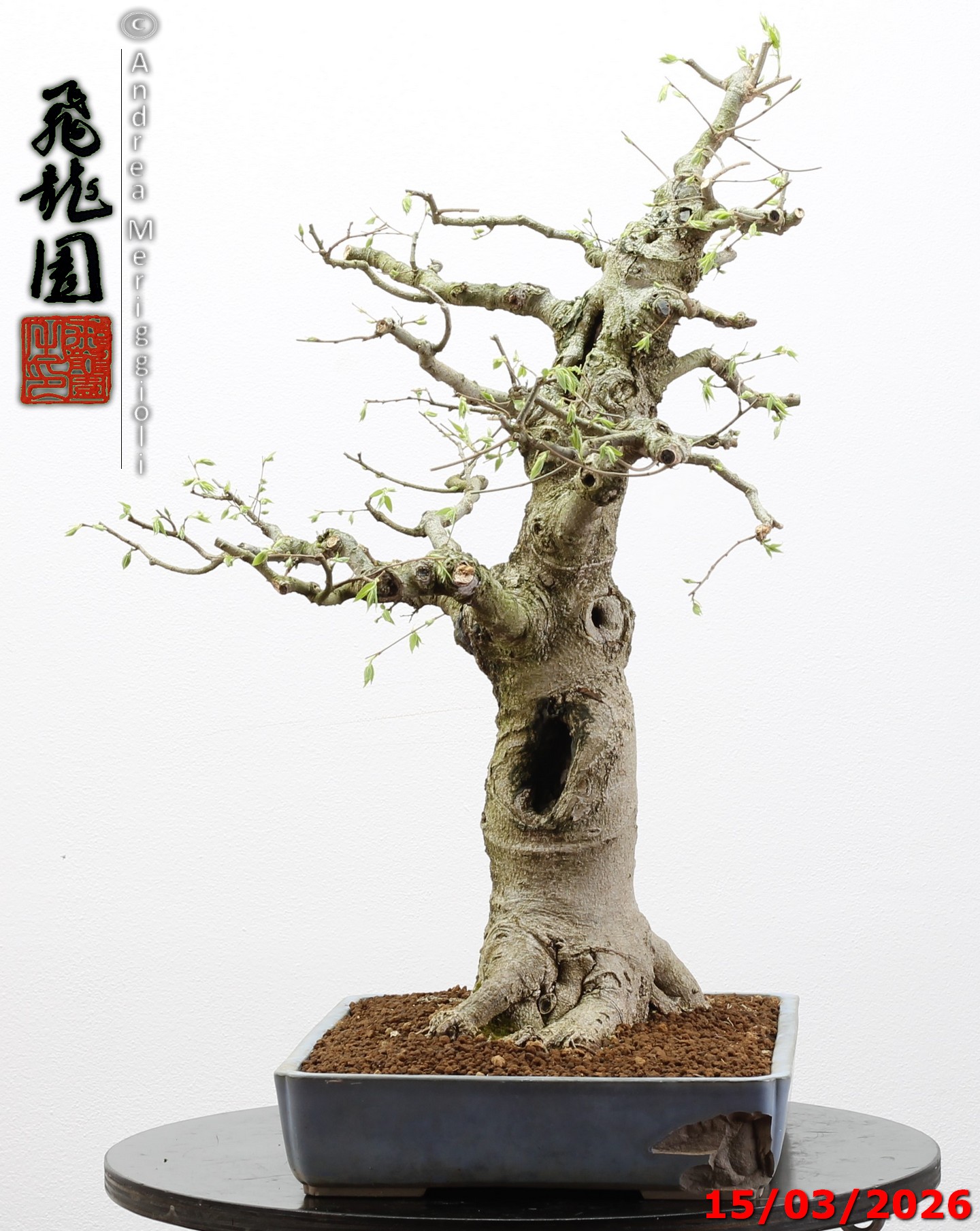 Celtis australis - immagine 10