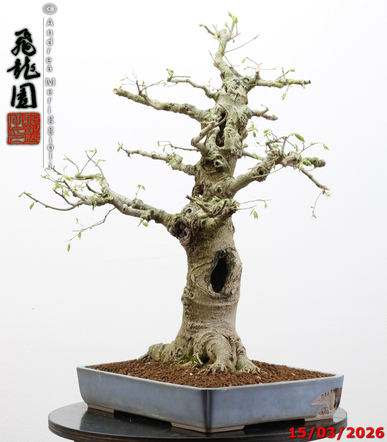 Celtis australis - immagine 9