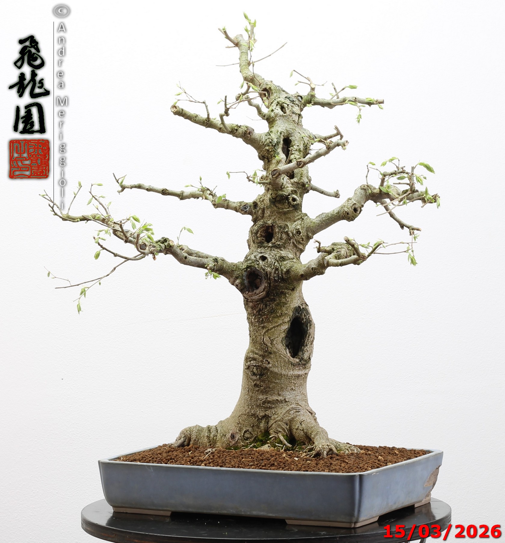Celtis australis - immagine 8
