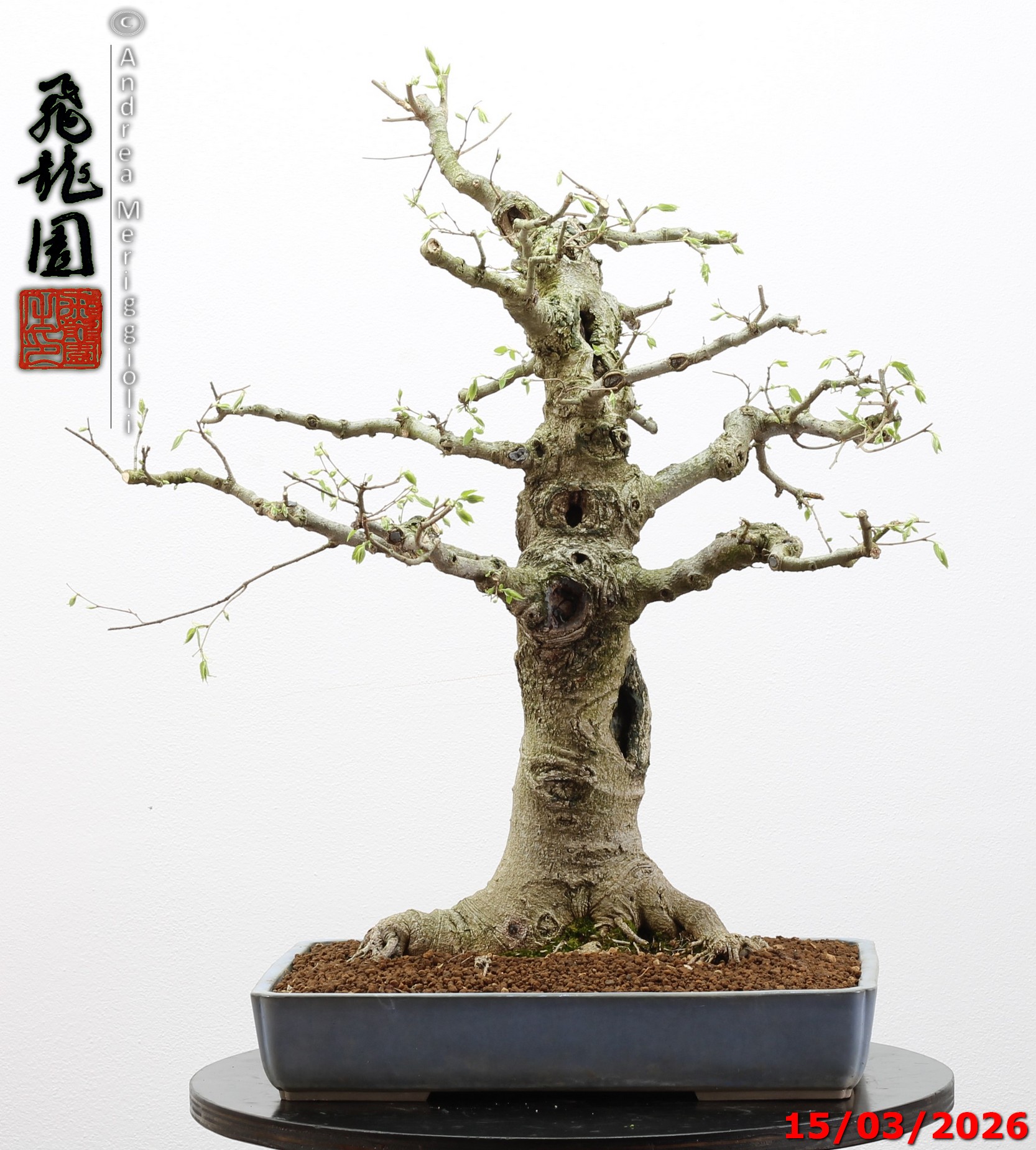 Celtis australis - immagine 7
