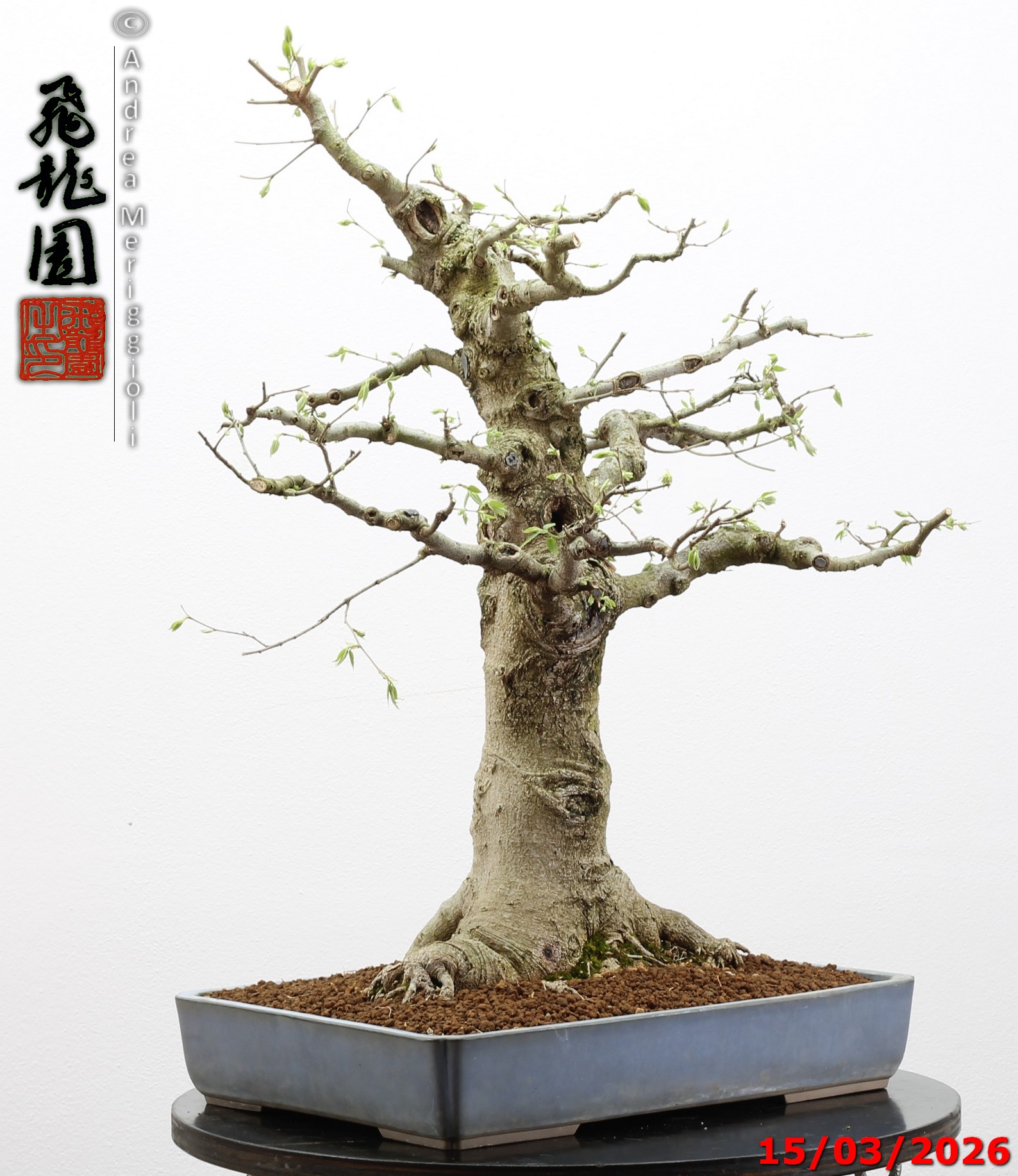 Celtis australis - immagine 6