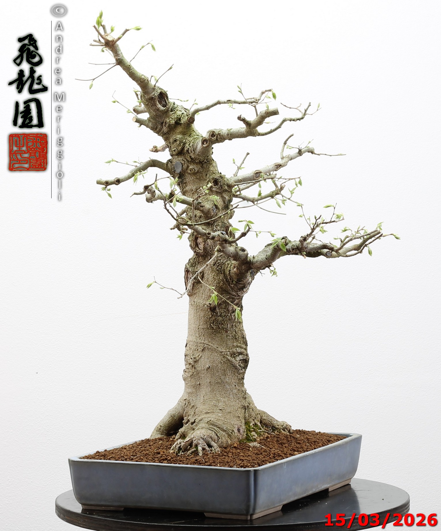 Celtis australis - immagine 5