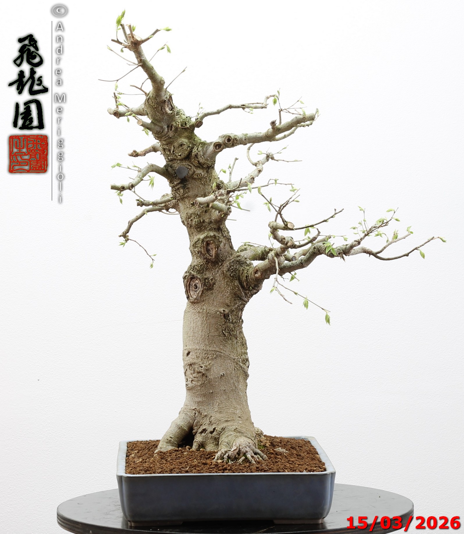 Celtis australis - immagine 4