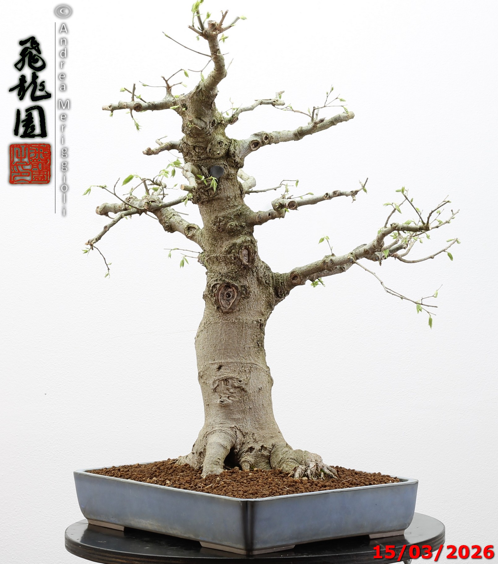 Celtis australis - immagine 3