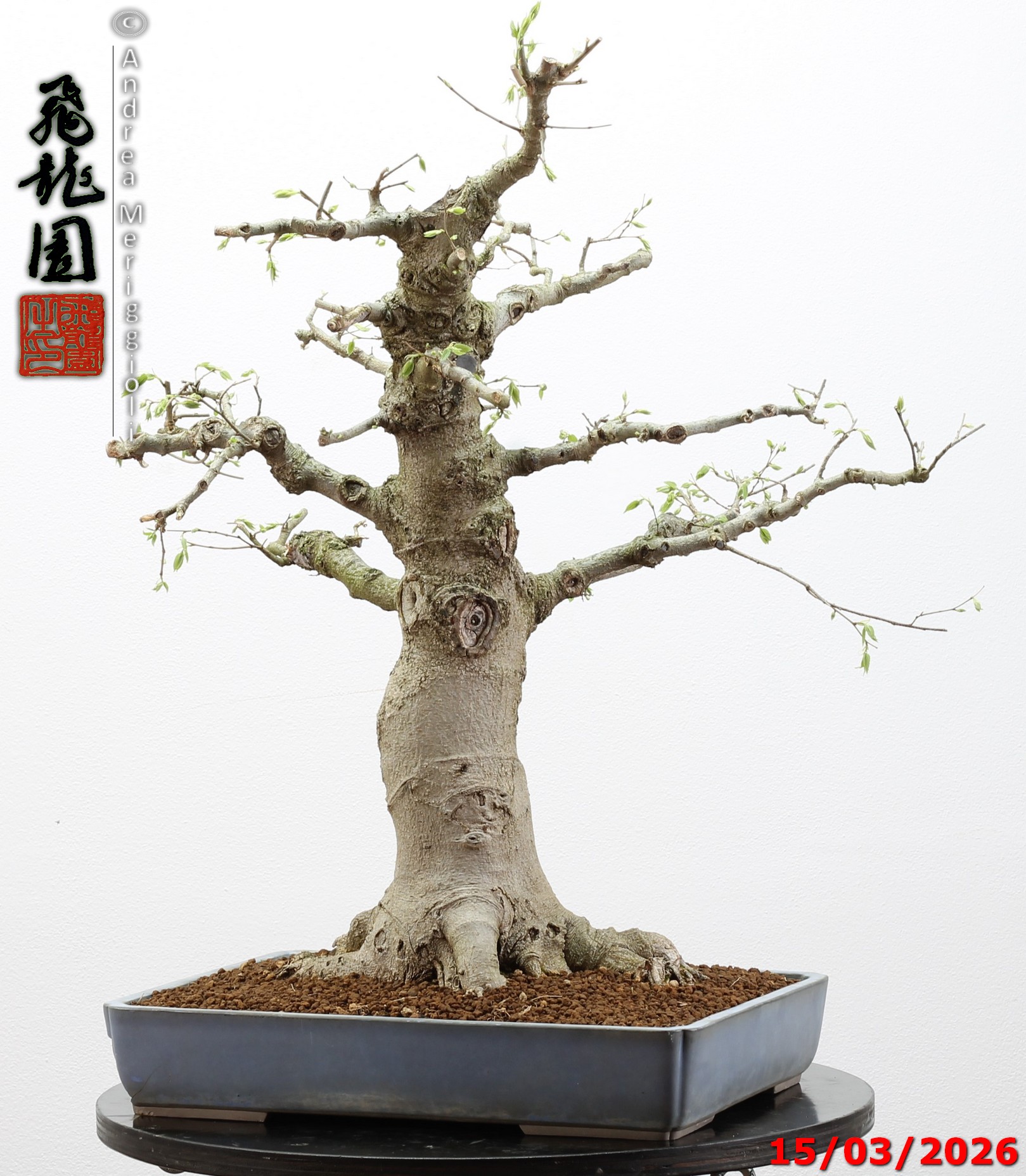 Celtis australis - immagine 2