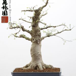 Celtis australis