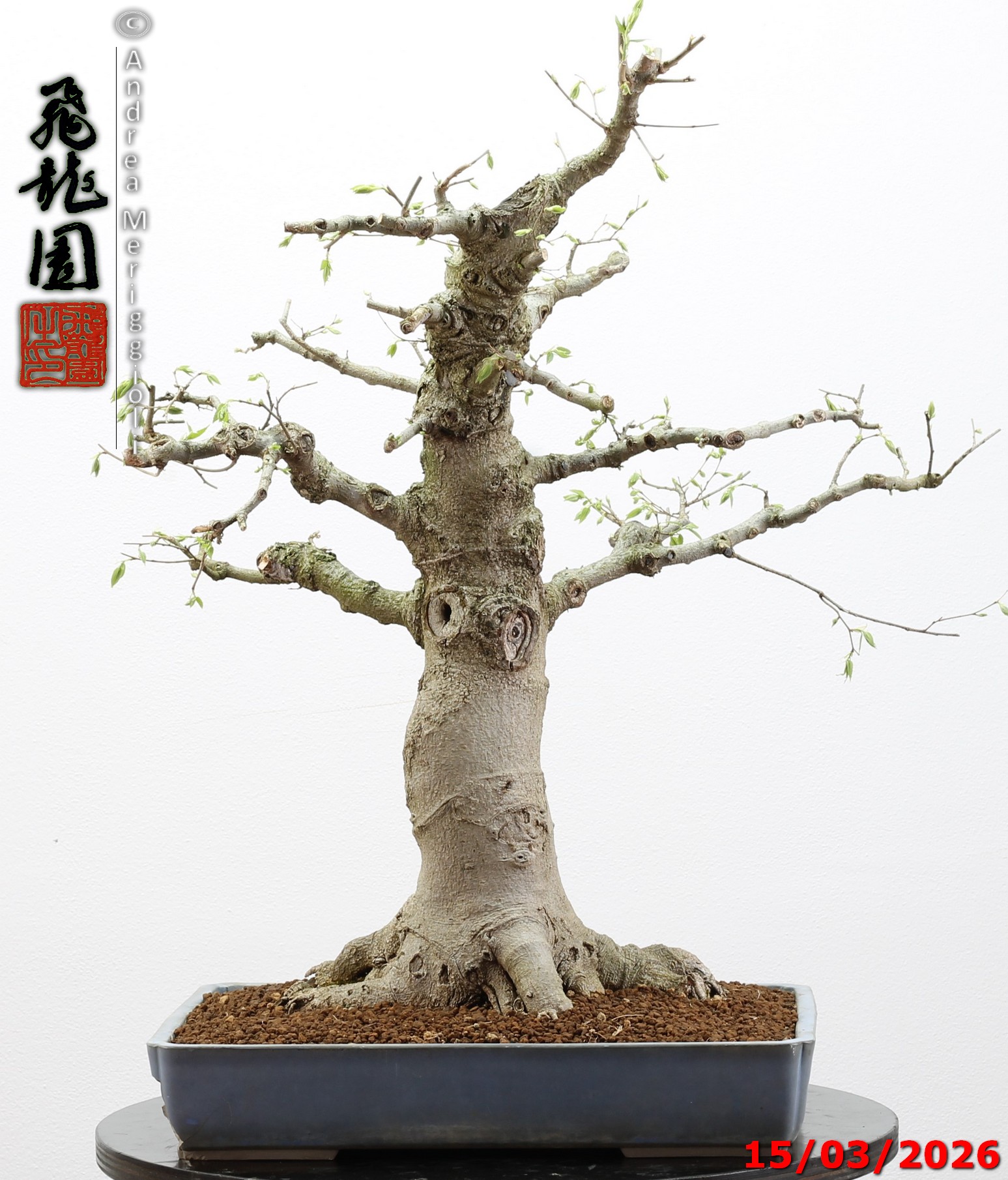 Celtis australis