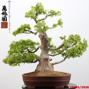 Acer buergerianum