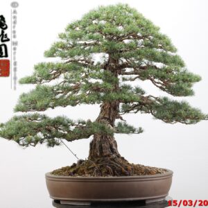 Pinus pentaphylla
