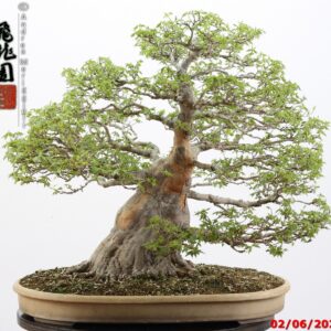 Acer buergerianum