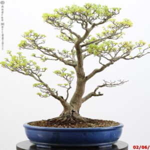 Acer palmatum shishigashira