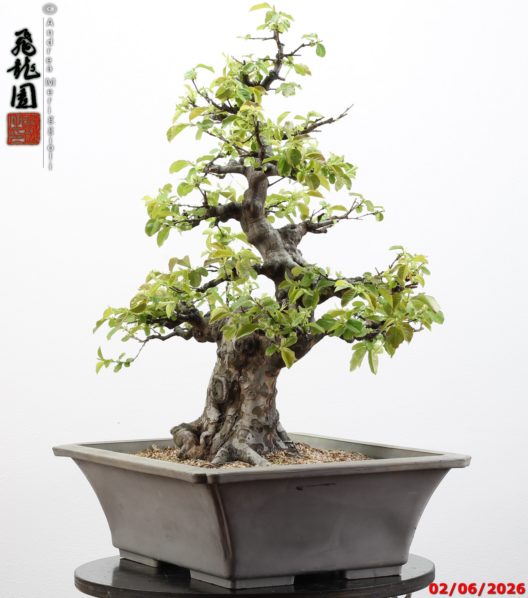 Pseudocydonia sinensis - Image 3