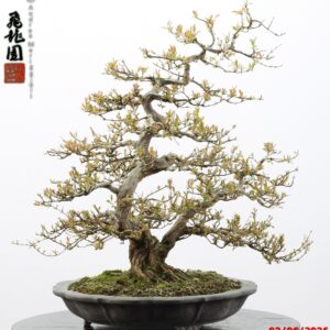 Punica granatum