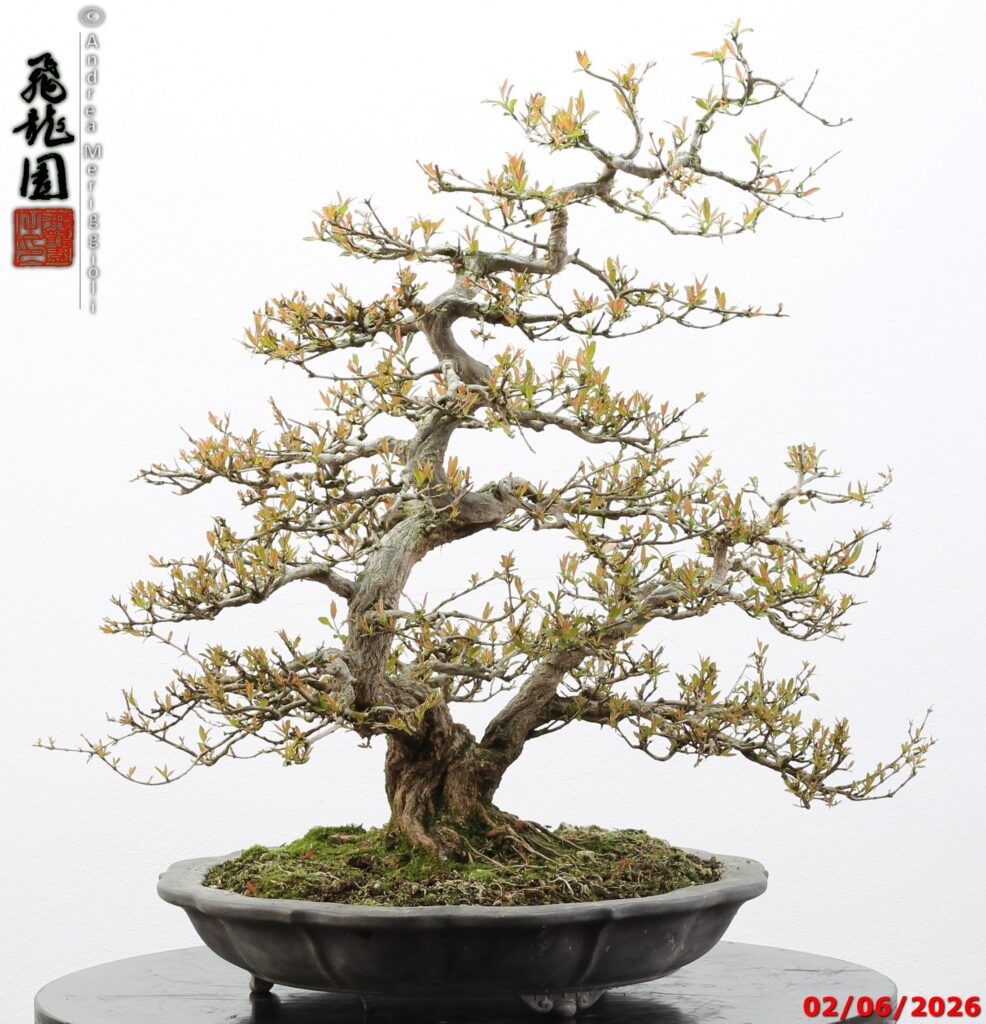 Punica granatum
