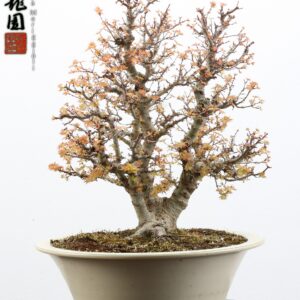 Acer palmatum kotohime