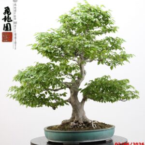 Carpinus turczaninowii
