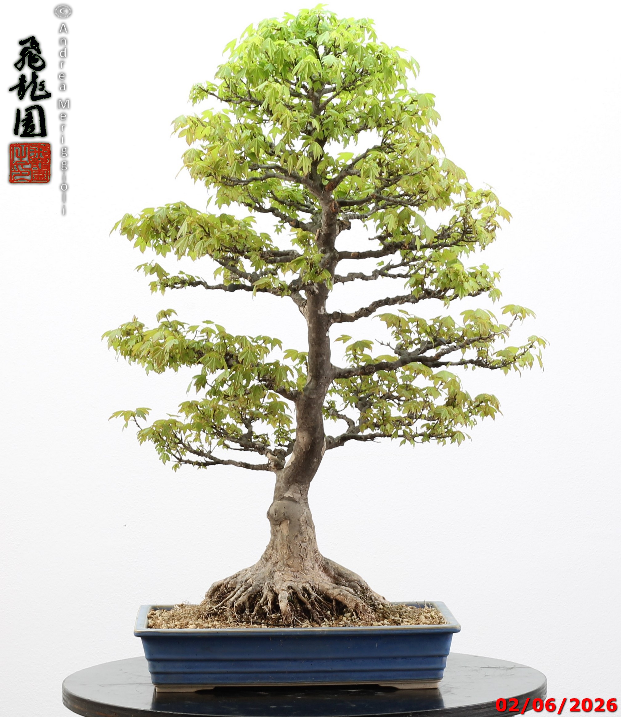Acer buergerianum - immagine 13